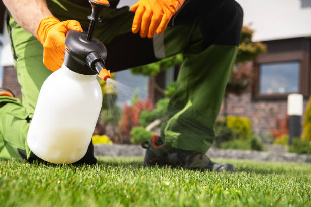 Best Flea Control Services  in Edcouch, TX