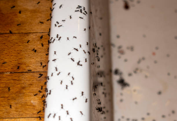 Best Wildlife Control Services  in Edcouch, TX