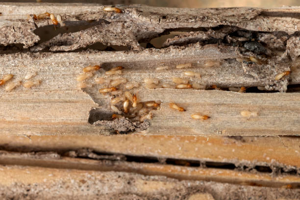 Best Commercial Pest Control Services  in Edcouch, TX